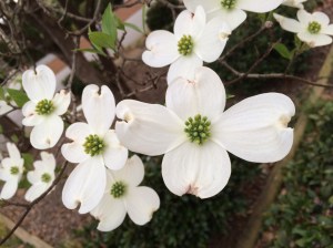 Dogwoods 2015